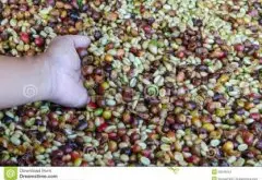 肯尼亚水洗AA级克林亚加产区卡巴雷孔鱼处理厂精品咖啡豆种植情况