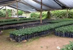 巴拿马哈特曼庄园卡杜拉红酒处理法精品咖啡豆品种种植市场价格简