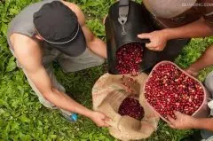 哥斯达黎加红蜜托布希庄园卡杜拉精品咖啡豆种植情况地理位置气候