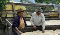 巴拿马火石庄园蜜处理卡杜艾SHB精品咖啡豆品种种植市场价格简介