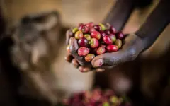 埃塞比亚水洗G2西达摩sidamo产区西达莫咖啡熟豆新鲜下单烘焙