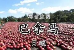 巴拿马邓肯庄园Duncan波奎特产区日晒卡杜拉精品咖啡豆品种种植市