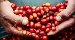 埃塞水洗耶加雪菲arichaG1精品咖啡豆品种种植市场价格简介