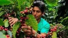 埃塞水洗耶加雪菲arichaG1精品咖啡豆种植情况地理位置气候海拔简