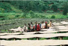 布隆迪Burundi卡扬札省日晒波旁种精品咖啡豆种植情况地理位置气