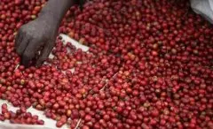 巴拿马波奎特艾利达庄园日晒铁皮卡精品咖啡豆品种种植市场价格简