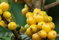 巴西摩吉安娜皇后庄园日晒COE精品咖啡豆风味口感香气特征描述简