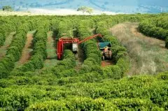 巴西摩吉安娜皇后庄园日晒COE精品咖啡豆品种种植市场价格简介