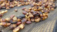 印尼西爪哇蜜处理爱嫚妮庄园精品咖啡豆起源发展历史文化简介