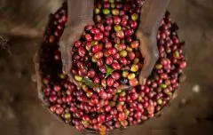 前街埃塞俄比亚西达摩咖啡豆日晒精品单品咖啡Sidamo古吉单品豆