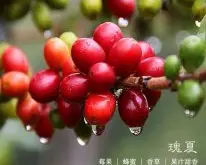巴拿马翡翠庄园瑰夏蓝标水洗精品咖啡豆风味口感香气特征描述简介