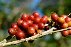 巴拿马翡翠庄园瑰夏蓝标水洗精品咖啡豆种植情况地理位置气候海拔