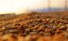 哥斯达黎加黄蜜叶尔莎罗卡杜拉精品咖啡豆品种种植市场价格简介