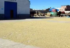 玻利维亚的的喀喀湖叩小农水洗铁毕卡精品咖啡豆种植情况地理位置