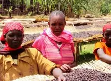 埃塞耶加雪菲水洗沃卡耶加原生种精品咖啡豆品种种植市场价格简介