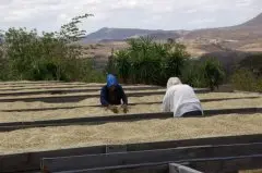 哥斯达黎加塔拉珠圣罗曼水洗精品咖啡豆种植情况地理位置气候海拔