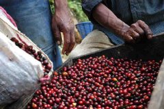 埃塞耶加雪菲水洗沃卡耶加原生种精品咖啡豆的故事典故
