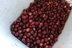 肯尼亚冽里产区TOP珍珠圆豆PB精品咖啡豆的手冲参数建议