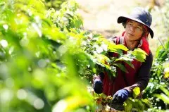 没钱又没权的23岁泰国青年，把咖啡豆带往全世界