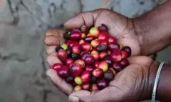 巴拿马哈特曼庄园卡杜拉红酒处理法精品咖啡豆的手冲参数建议