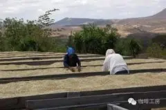 尼加拉瓜暴风庄园日晒象豆种精品咖啡豆的故事典故