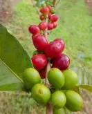 印尼西爪哇蜜处理爱嫚妮庄园精品咖啡豆品牌推荐及种类