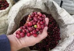 埃塞西达摩日晒古吉精品咖啡豆风味特点、产区及冲煮参数