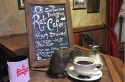 旧金山地牢公园将迎来首家老鼠主题咖啡馆 不是米奇哦～
