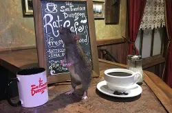 这家咖啡馆吸引顾客的方式 是放出一堆老鼠