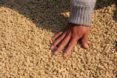 危地马拉咖啡出口价格成长11.8%