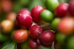 厄瓜多尔咖啡单品豆风味描述特点种植历史种植信息