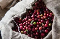 乌干达咖啡单品豆种植信息风味描述产区分布种植品种