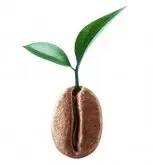 萨尔瓦多喜马拉雅庄园单品豆咖啡豆获奖情况风味描述特点