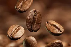 猫屎咖啡豆有哪些功效和作用 麝香猫屎咖啡过期了对胃有伤害吗