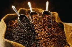 瑰夏咖啡豆的特征，瑰夏咖啡的历史起源