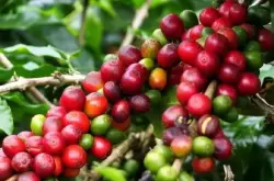 咖啡果豆黄蜜、红蜜、黑蜜的处理方法