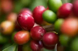 坦桑尼亚乞力马扎罗咖啡海拔种植风味描述