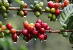 咖啡种植﹕尼加拉瓜咖啡庄园采收
