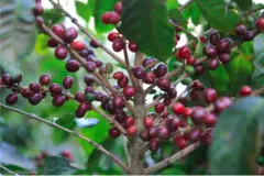 咖啡世界地图——肯尼亚咖啡著名的咖啡拍卖与COE