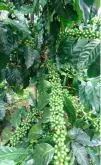 咖啡世界地图——印尼咖啡豆种演变与栽种历史