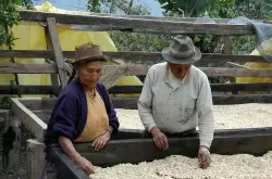 危地马拉咖啡产区微微特南果之基督山庄园EP水洗波旁卡度拉C.O.E.