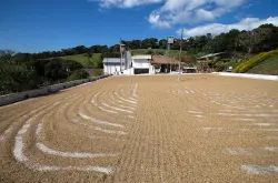 一个巴西家族的百年咖啡传承--巴西塞尔当庄园