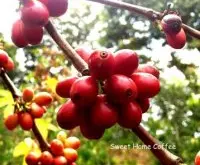 复杂水果香气的肯尼亚ＡＢ卡洛合作社咖啡风味口感香气描述