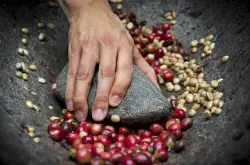 2017新产季肯尼亚沐甘咕处理厂莓果卡蜜拉微批次精品咖啡