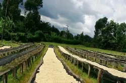 哥伦比亚咖啡豆产地区 品种种植区域与采收季与地理概况