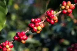 留尼汪岛种植波旁尖身咖啡是极品阿拉比卡咖啡的变种