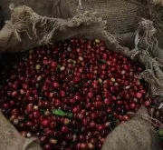 埃塞俄比亚日晒西达摩G1咖啡豆特点 谷吉安娜索拉桃乐茜手冲风味描述