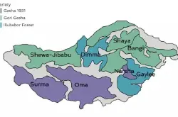 瑰夏村瑰夏与一般的埃塞俄比亚庄园瑰夏有何区别？