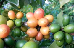 中南美洲咖啡豆的风味简介单品咖啡中南美洲篇