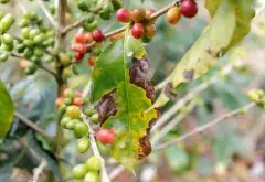 墨西哥-恰帕斯州 科斯皮亚克庄园水洗卡杜拉咖啡风味口感香气描述